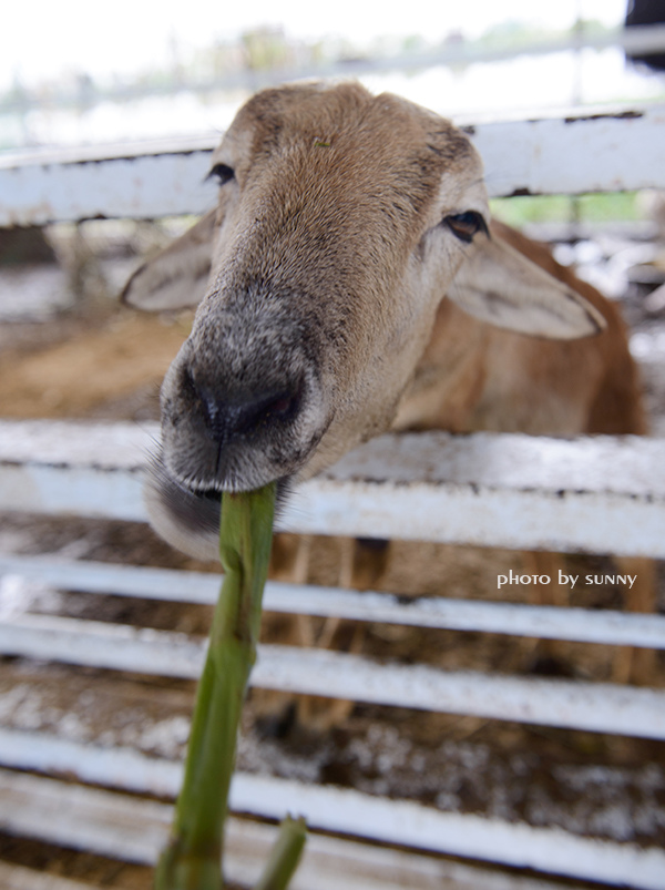 可達羊場:【宜蘭|可達羊場】溜小孩殺時間好去處