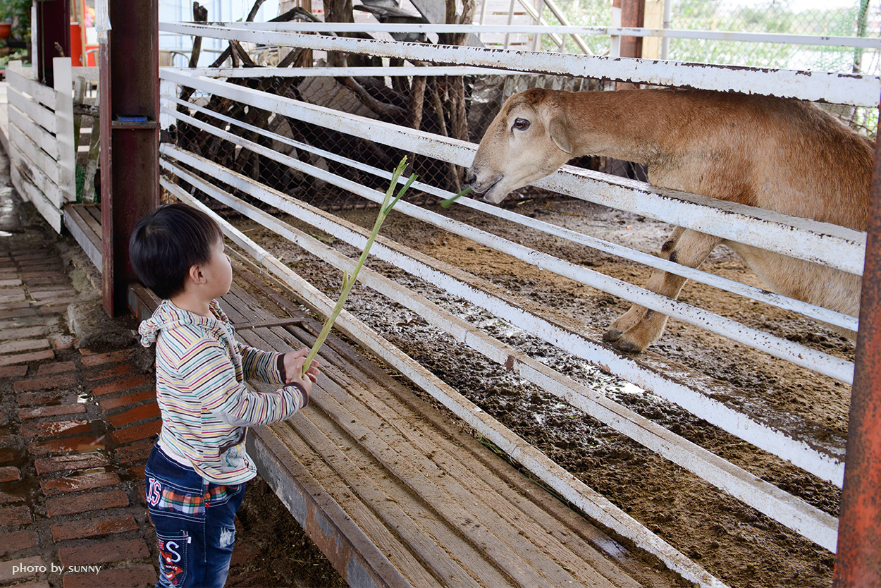 可達羊場:【宜蘭|可達羊場】溜小孩殺時間好去處
