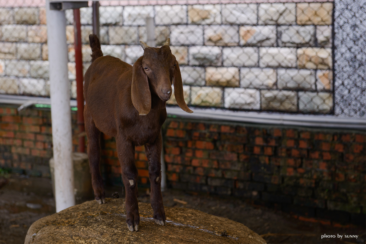 可達羊場:【宜蘭|可達羊場】溜小孩殺時間好去處