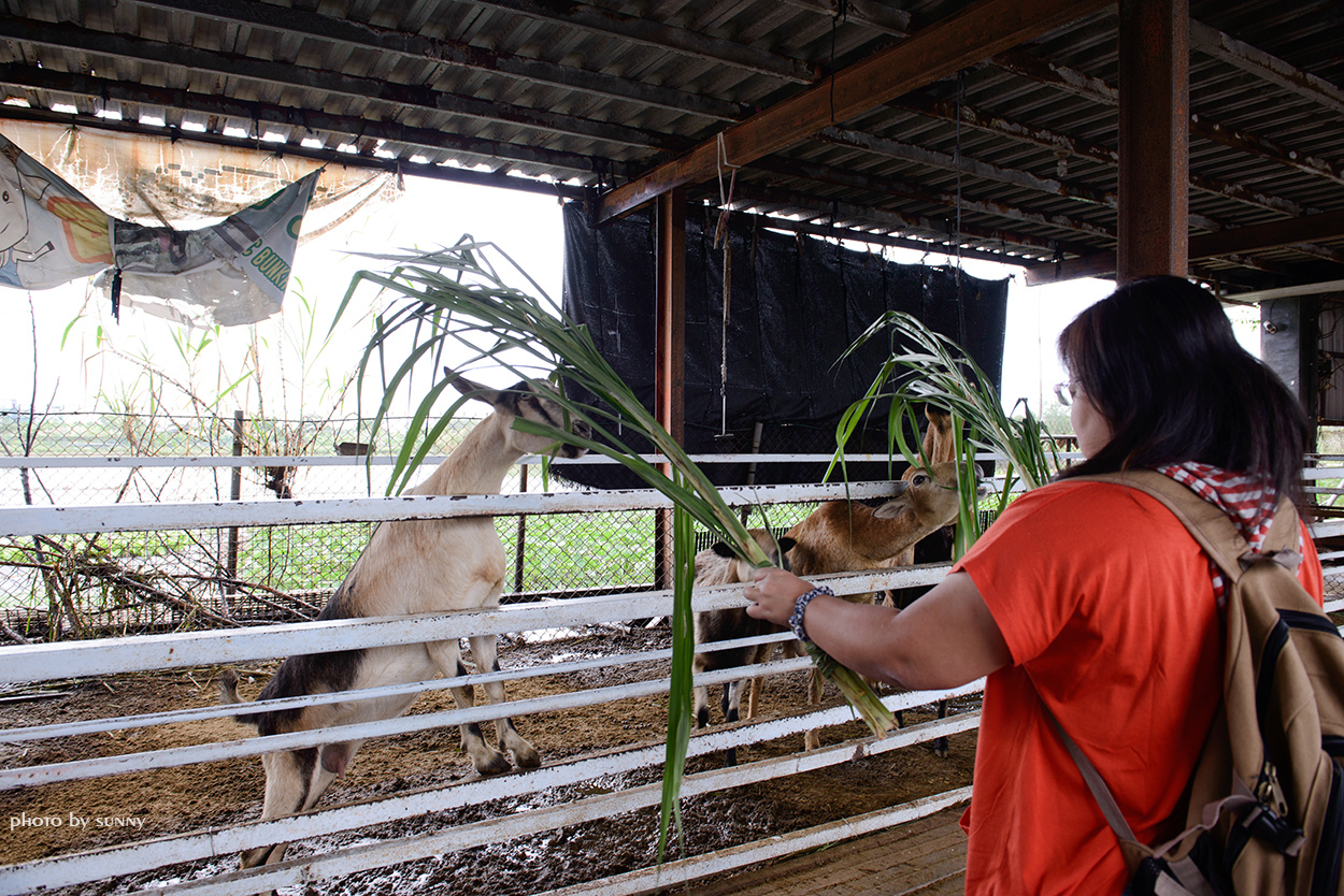 可達羊場:【宜蘭|可達羊場】溜小孩殺時間好去處