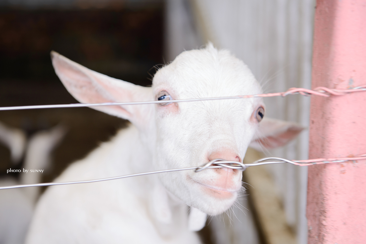 可達羊場:【宜蘭|可達羊場】溜小孩殺時間好去處