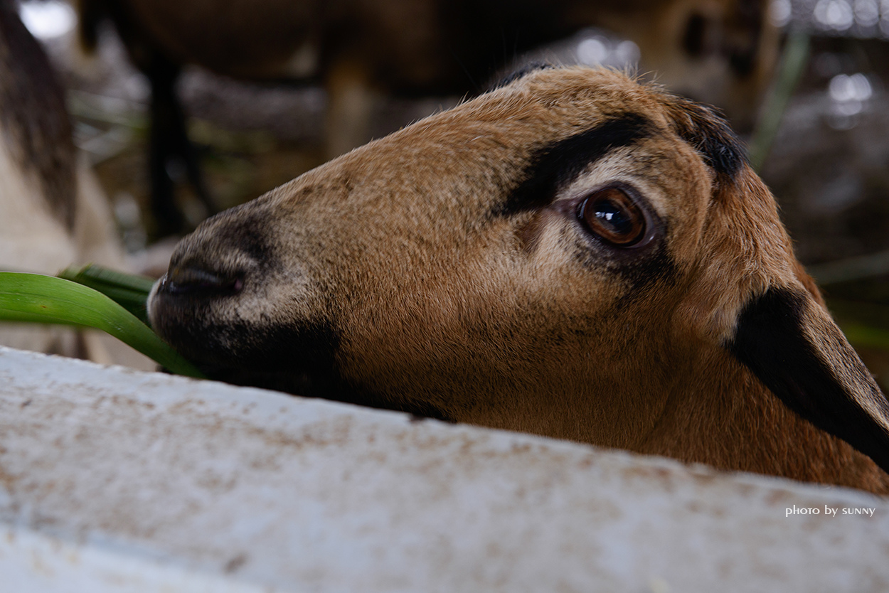 可達羊場:【宜蘭|可達羊場】溜小孩殺時間好去處