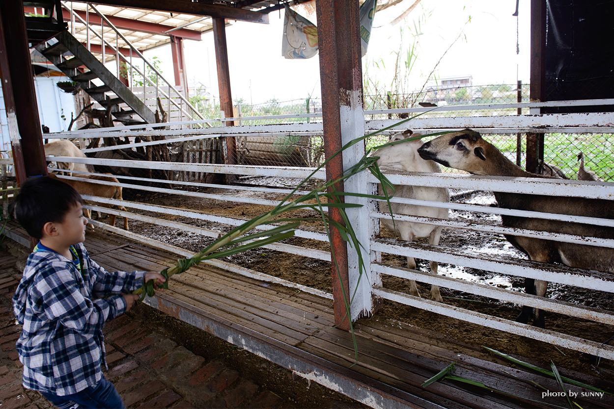 可達羊場:【宜蘭|可達羊場】溜小孩殺時間好去處