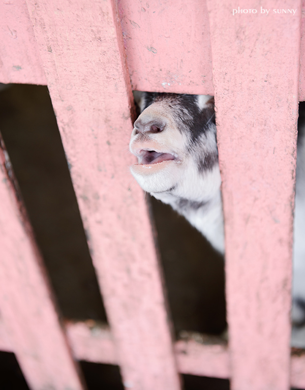 可達羊場:【宜蘭|可達羊場】溜小孩殺時間好去處