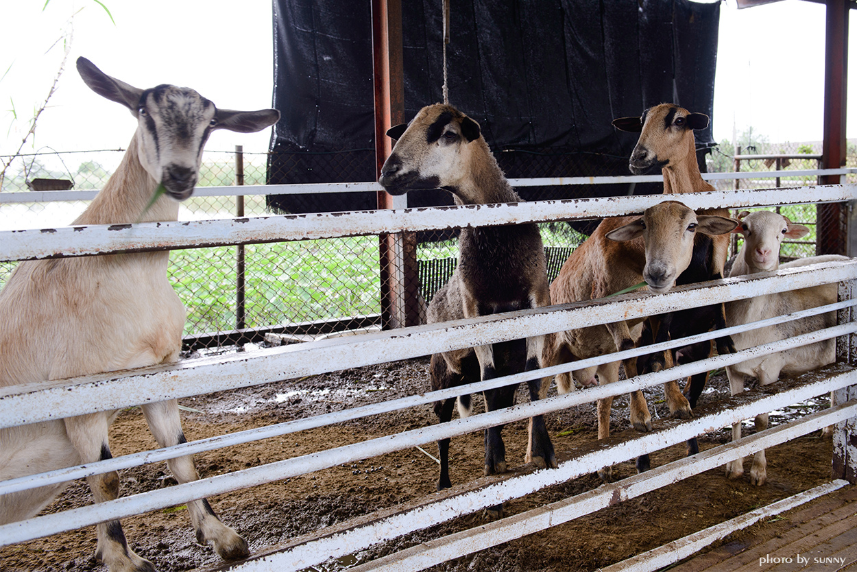 可達羊場:【宜蘭|可達羊場】溜小孩殺時間好去處