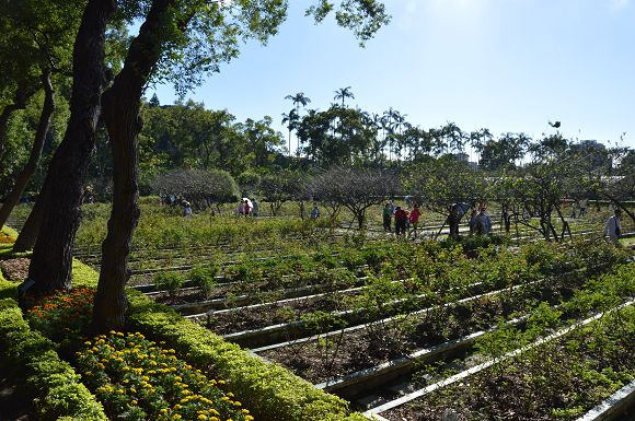 士林官邸菊花展24