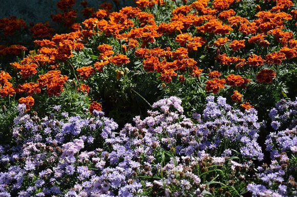 士林官邸菊花展14