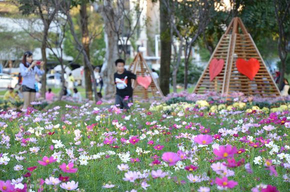 士林官邸菊花展04