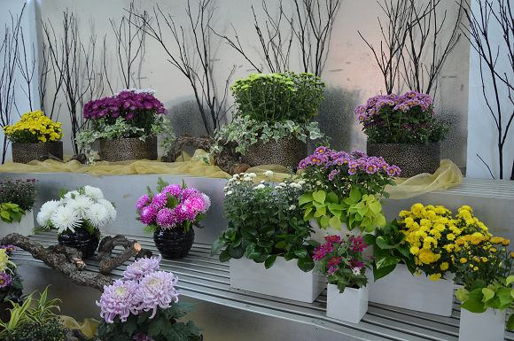 士林官邸菊花展47