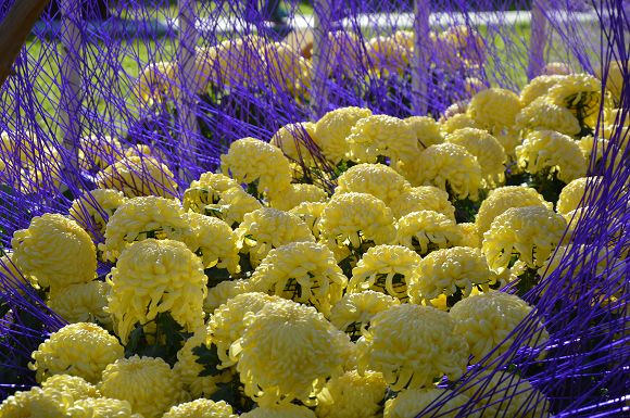 士林官邸菊花展37