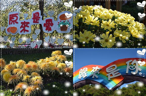 士林官邸菊花展71