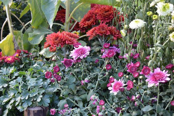 士林官邸菊花展18