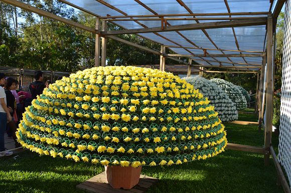 士林官邸菊花展02