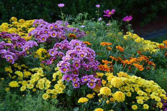 士林官邸菊花展43