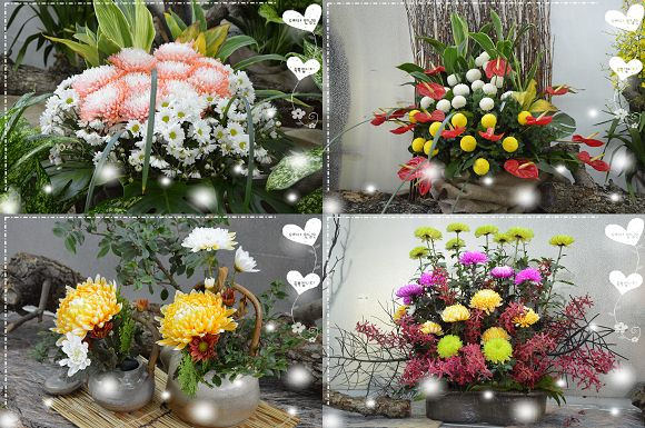 士林官邸菊花展46