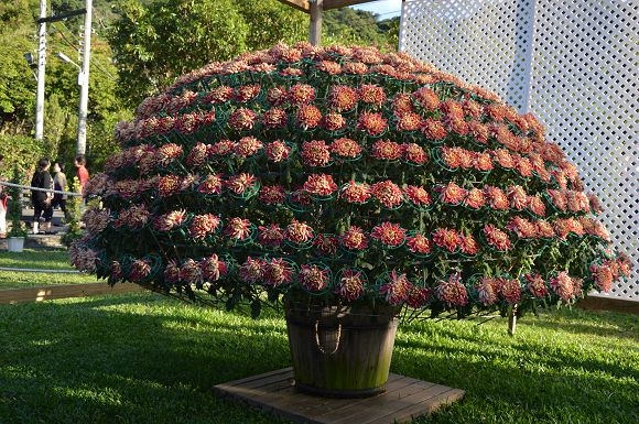 士林官邸菊花展64