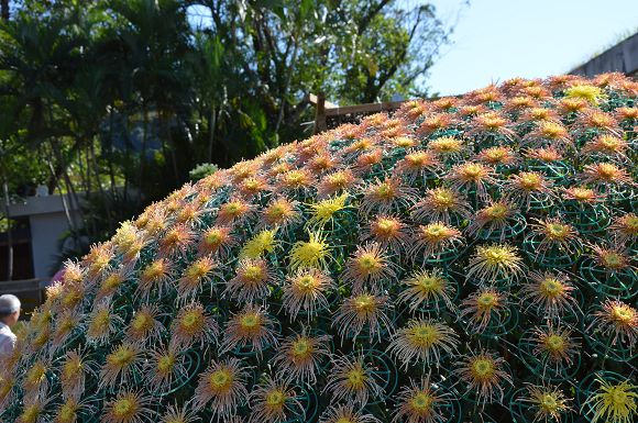 士林官邸菊花展11