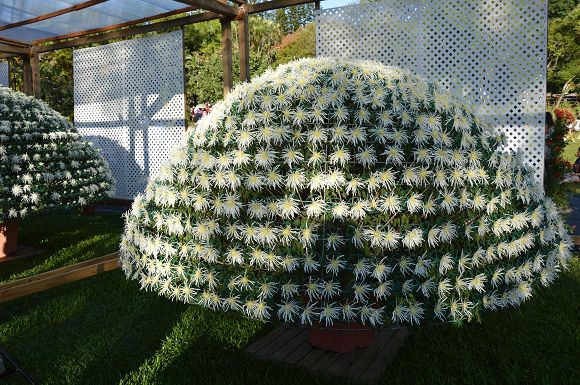 士林官邸菊花展60