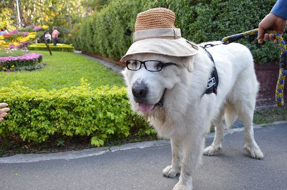 士林官邸菊花展40