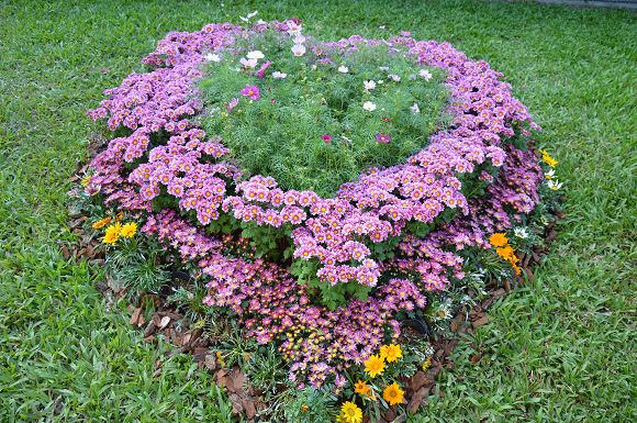 士林官邸菊花展41