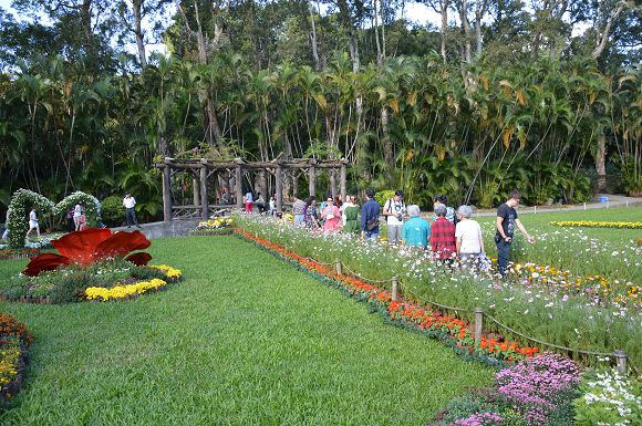 士林官邸菊花展28