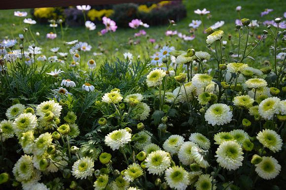 士林官邸菊花展30