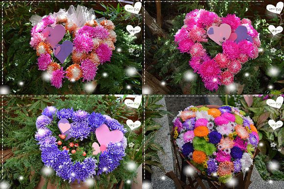 士林官邸菊花展55