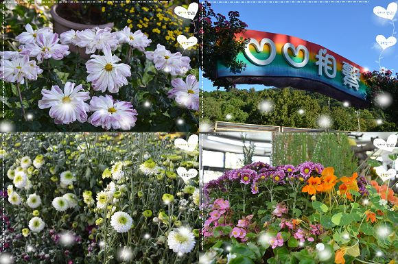 士林官邸菊花展72