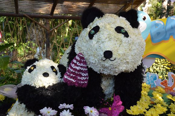 士林官邸菊花展23