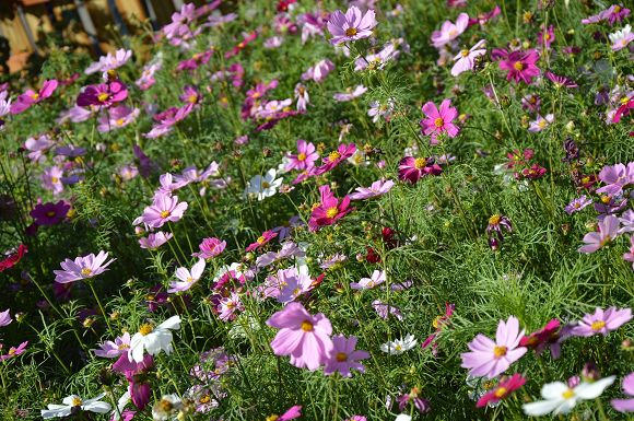 士林官邸菊花展15