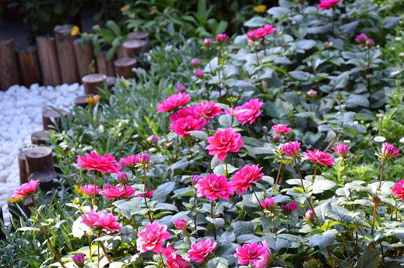 士林官邸菊花展16