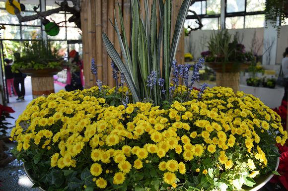 士林官邸菊花展45