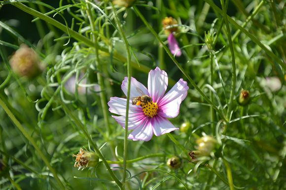 士林官邸菊花展33