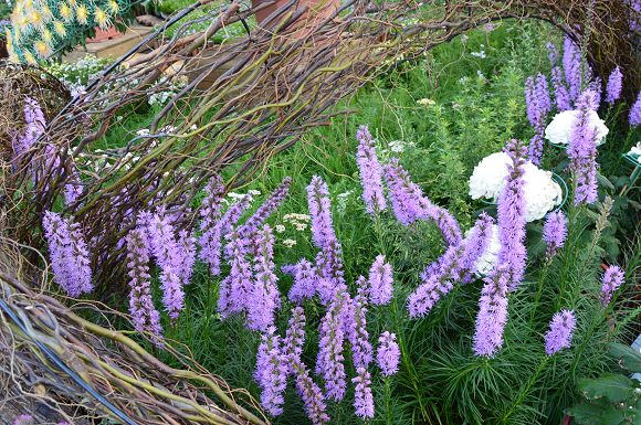 士林官邸菊花展66