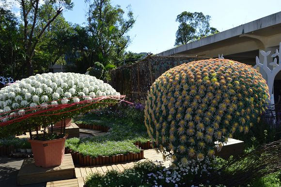 士林官邸菊花展10