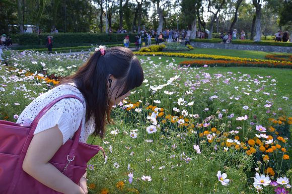 士林官邸菊花展32