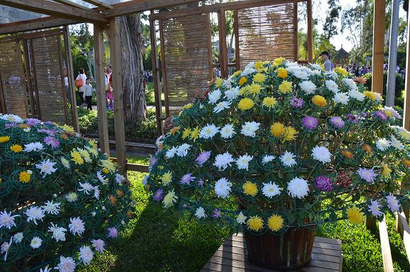 士林官邸菊花展63