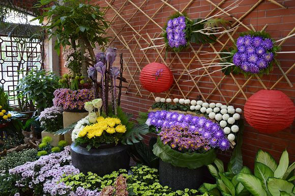 士林官邸菊花展56