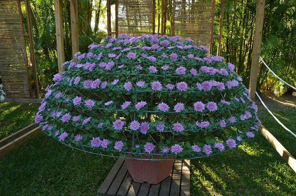 士林官邸菊花展61