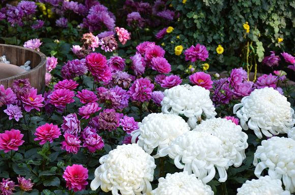 士林官邸菊花展17