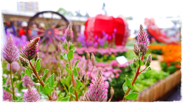 2014士林官邸菊展