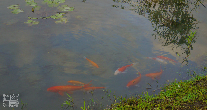 小雨蛙 有機 農場 民宿 蓮花茶 生態導覽 花蓮 壽豐鄉