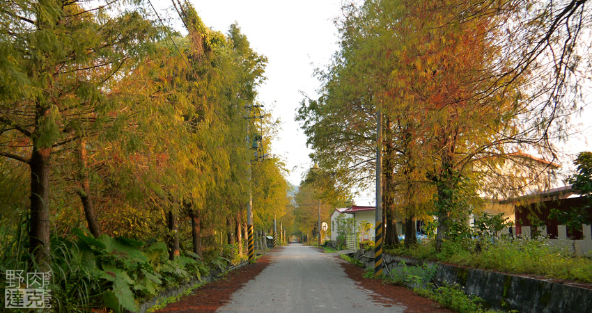 小雨蛙 有機 農場 民宿 蓮花茶 生態導覽 花蓮 壽豐鄉