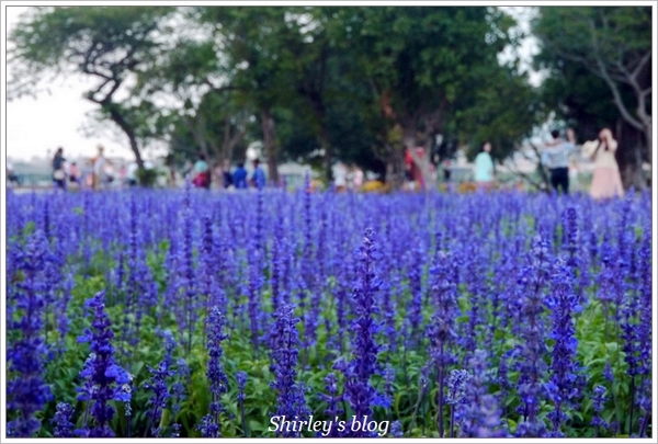大臺北都會公園幸福水漾花園：大台北都會公園‧婚紗廣場
