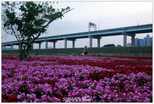 大臺北都會公園幸福水漾花園：大台北都會公園‧婚紗廣場