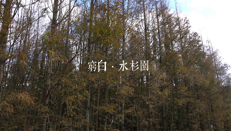 水杉園 01