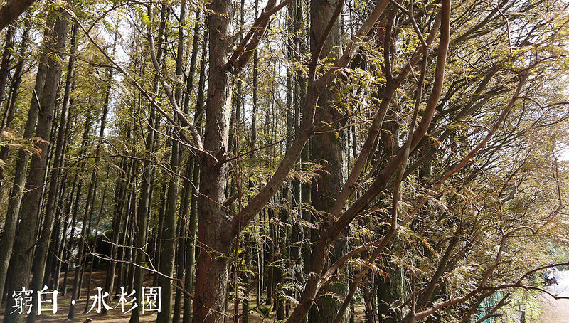 水杉園 03
