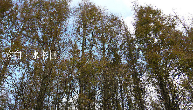 水杉園 05