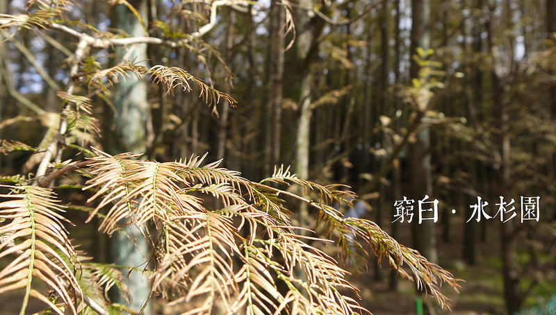 水杉園 04