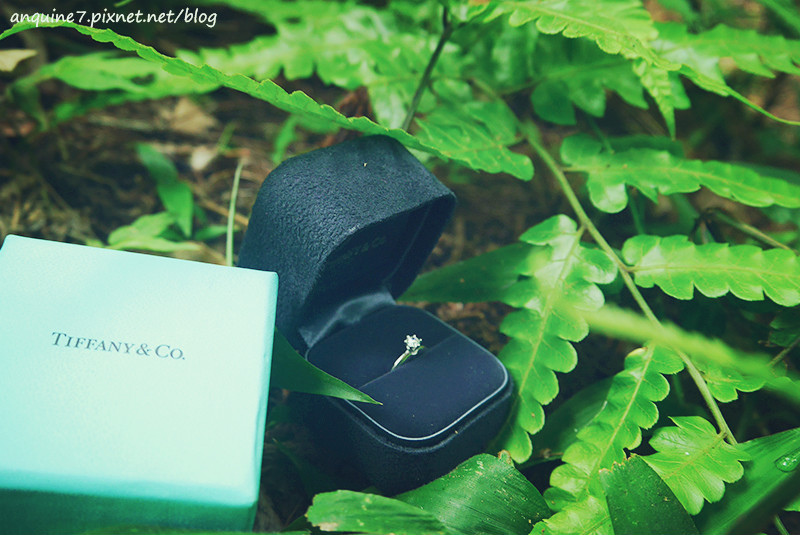 廖西瓜@陽明山竹子湖黑森林17